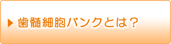 歯髄細胞バンクとは