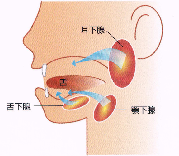 唾液はどこからでるの？？