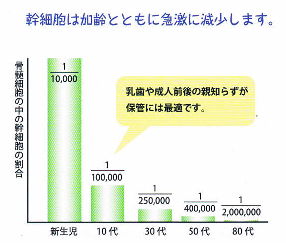 幹細胞は加齢とともに急激に減少！若く健康な歯髄細胞からの採取がポイント！