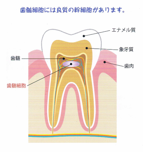 幹細胞の新しい採取方法として歯髄細胞に大きな期待が集まっています。