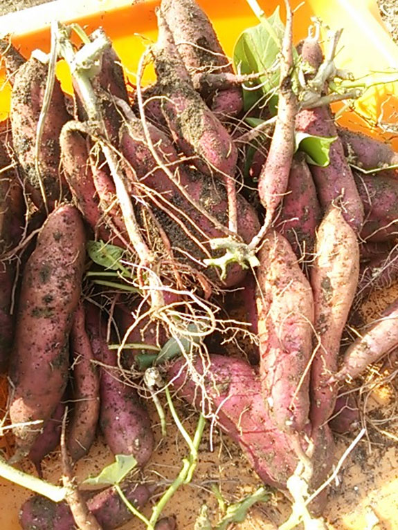 芸術の秋、食の秋。