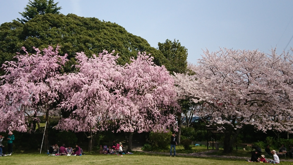 花粉症デビューしちゃいました～（笑）